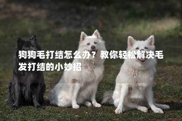 狗狗毛打结怎么办？教你轻松解决毛发打结的小妙招