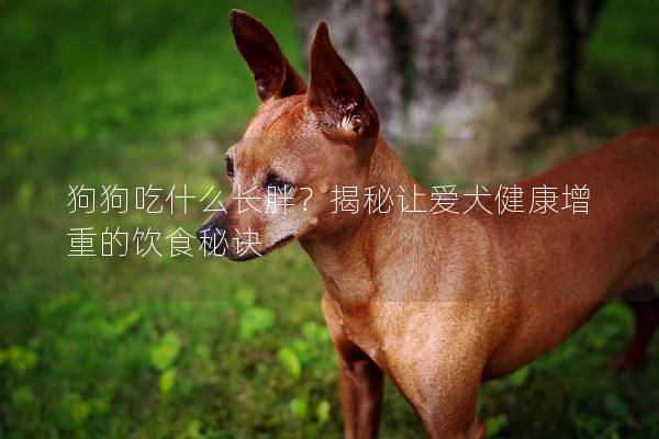 狗狗吃什么长胖？揭秘让爱犬健康增重的饮食秘诀