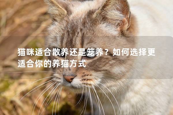 猫咪适合散养还是笼养？如何选择更适合你的养猫方式