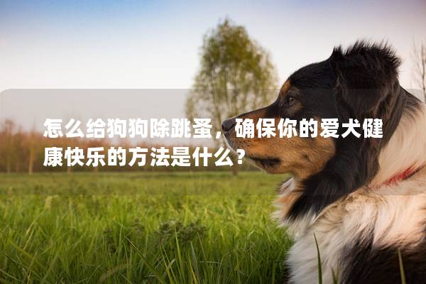 怎么给狗狗除跳蚤，确保你的爱犬健康快乐的方法是什么？