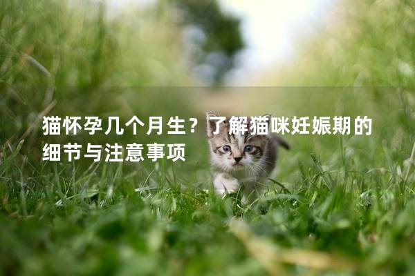 猫怀孕几个月生？了解猫咪妊娠期的细节与注意事项