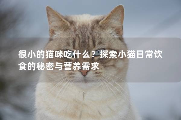 很小的猫咪吃什么？探索小猫日常饮食的秘密与营养需求