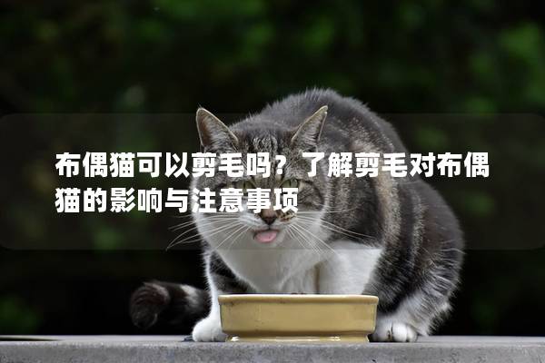 布偶猫可以剪毛吗？了解剪毛对布偶猫的影响与注意事项