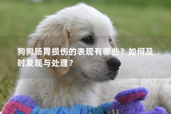 狗狗肠胃损伤的表现有哪些？如何及时发现与处理？