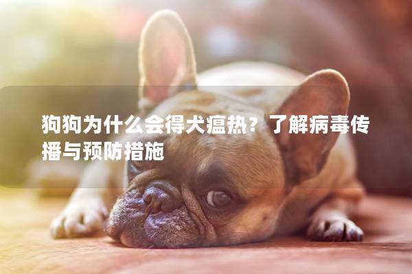 狗狗为什么会得犬瘟热？了解病毒传播与预防措施