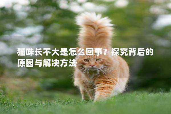 猫咪长不大是怎么回事？探究背后的原因与解决方法