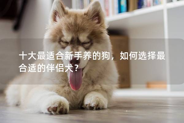 十大最适合新手养的狗，如何选择最合适的伴侣犬？