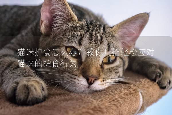 猫咪护食怎么办？教你几招轻松应对猫咪的护食行为