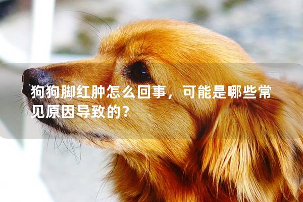 狗狗脚红肿怎么回事，可能是哪些常见原因导致的？