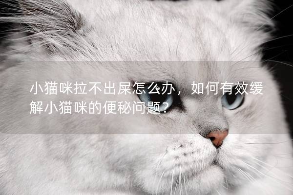 小猫咪拉不出屎怎么办，如何有效缓解小猫咪的便秘问题？