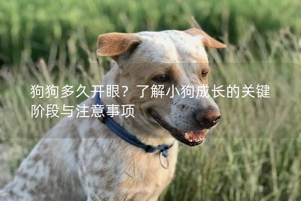 狗狗多久开眼？了解小狗成长的关键阶段与注意事项