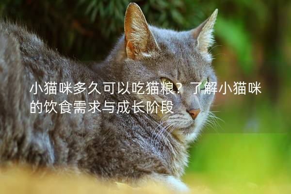 小猫咪多久可以吃猫粮？了解小猫咪的饮食需求与成长阶段