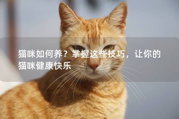 猫咪如何养？掌握这些技巧，让你的猫咪健康快乐