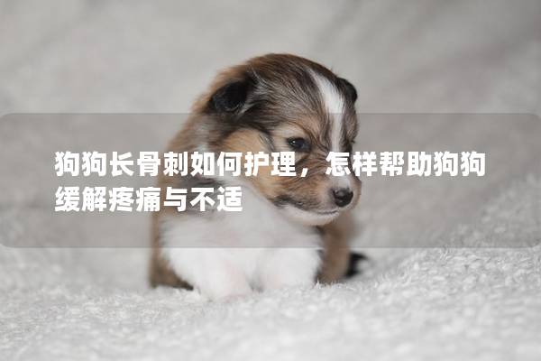 狗狗长骨刺如何护理，怎样帮助狗狗缓解疼痛与不适