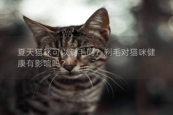 夏天猫咪可以剃毛吗？剃毛对猫咪健康有影响吗？