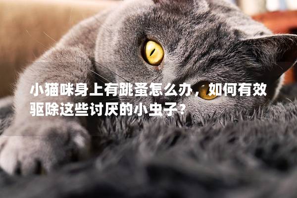 小猫咪身上有跳蚤怎么办，如何有效驱除这些讨厌的小虫子？