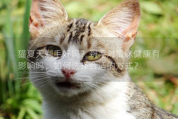 猫夏天剃毛好吗？剃毛对猫咪健康有影响吗，如何选择合适的方式？