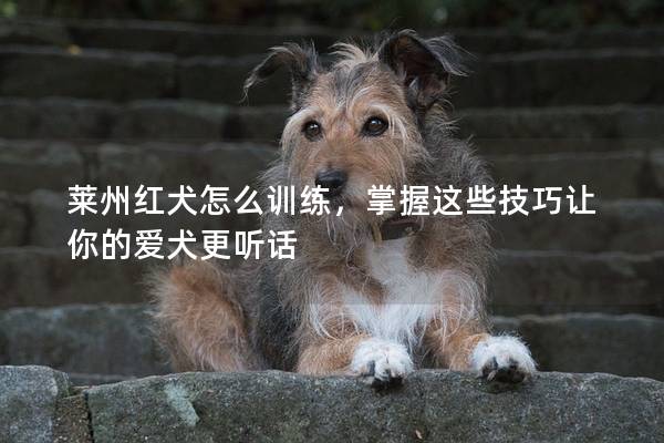 莱州红犬怎么训练，掌握这些技巧让你的爱犬更听话