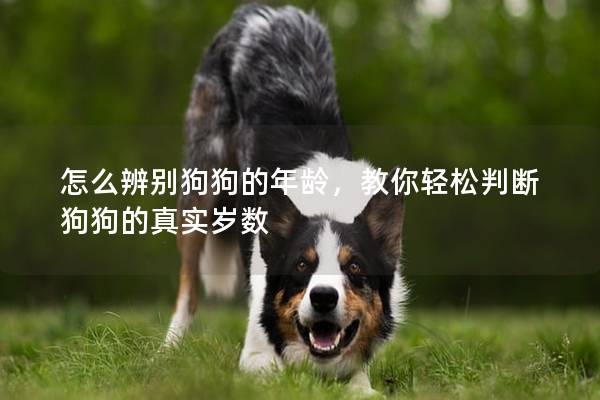 怎么辨别狗狗的年龄，教你轻松判断狗狗的真实岁数