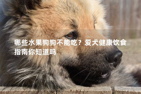 哪些水果狗狗不能吃？爱犬健康饮食指南你知道吗