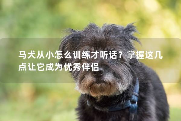 马犬从小怎么训练才听话？掌握这几点让它成为优秀伴侣