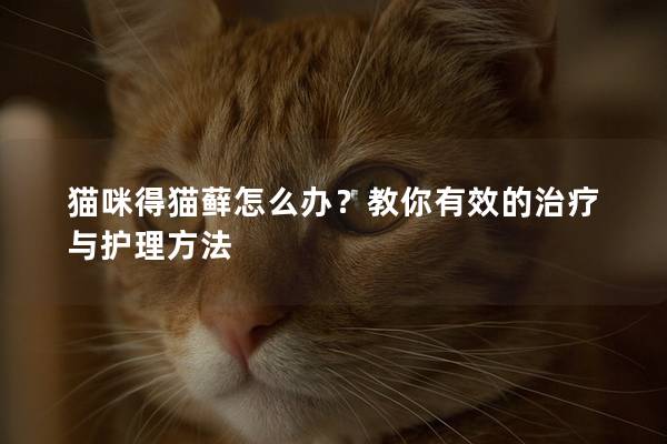 猫咪得猫藓怎么办？教你有效的治疗与护理方法