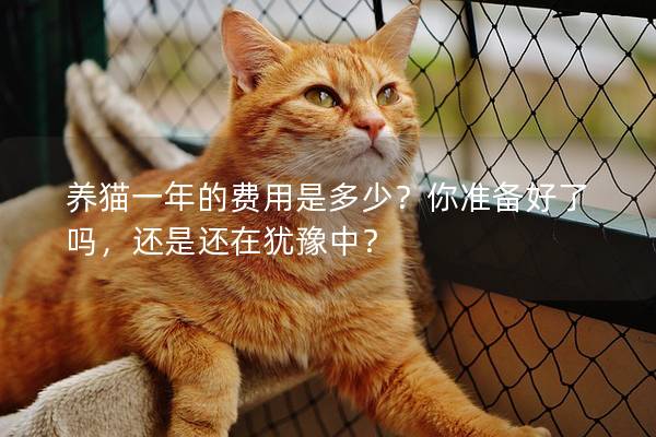 养猫一年的费用是多少？你准备好了吗，还是还在犹豫中？