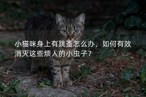 小猫咪身上有跳蚤怎么办，如何有效消灭这些烦人的小虫子？