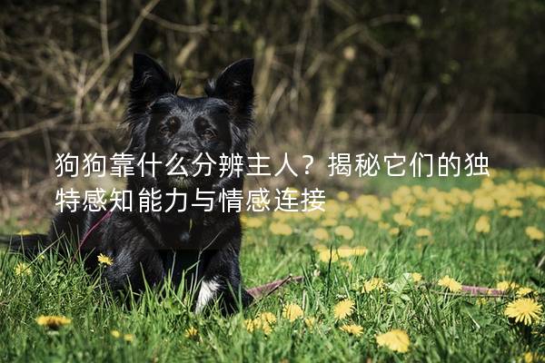 狗狗靠什么分辨主人？揭秘它们的独特感知能力与情感连接