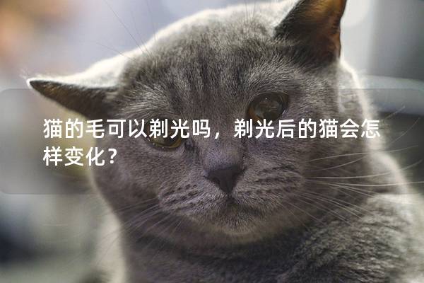 猫的毛可以剃光吗，剃光后的猫会怎样变化？