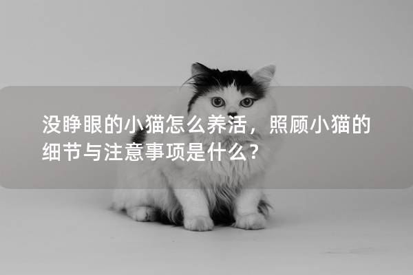 没睁眼的小猫怎么养活，照顾小猫的细节与注意事项是什么？