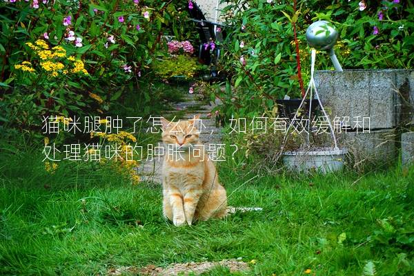 猫咪腿肿了怎么办，如何有效缓解和处理猫咪的肿胀问题？