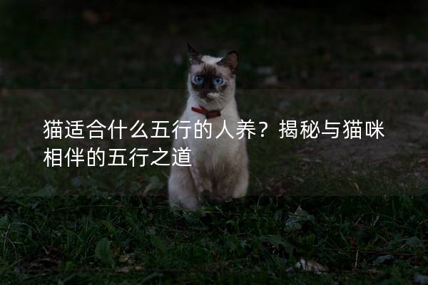 猫适合什么五行的人养？揭秘与猫咪相伴的五行之道