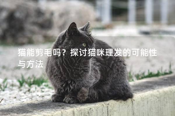 猫能剪毛吗？探讨猫咪理发的可能性与方法