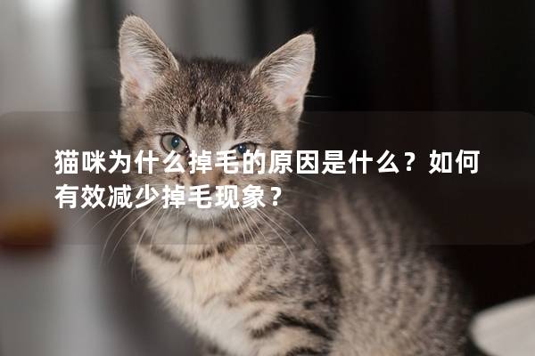 猫咪为什么掉毛的原因是什么？如何有效减少掉毛现象？