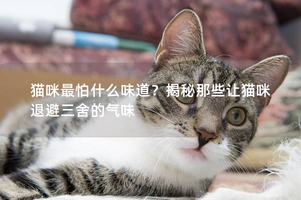 猫咪最怕什么味道？揭秘那些让猫咪退避三舍的气味