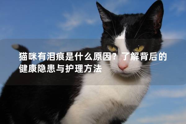 猫咪有泪痕是什么原因？了解背后的健康隐患与护理方法