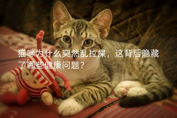 猫咪为什么突然乱拉屎，这背后隐藏了哪些健康问题？