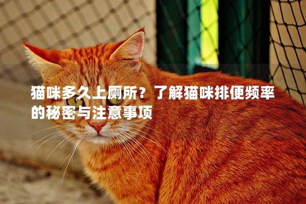 猫咪多久上厕所？了解猫咪排便频率的秘密与注意事项