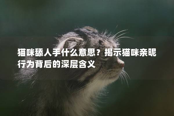 猫咪舔人手什么意思？揭示猫咪亲昵行为背后的深层含义