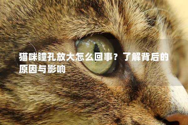 猫咪瞳孔放大怎么回事？了解背后的原因与影响