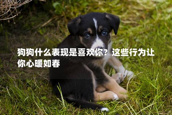 狗狗什么表现是喜欢你？这些行为让你心暖如春