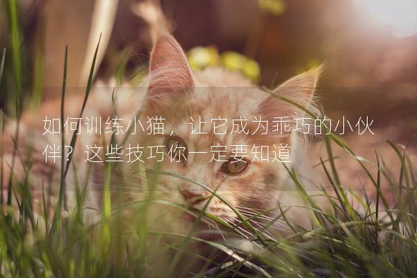 如何训练小猫，让它成为乖巧的小伙伴？这些技巧你一定要知道