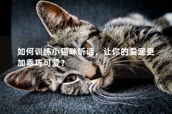 如何训练小猫咪听话，让你的爱宠更加乖巧可爱？