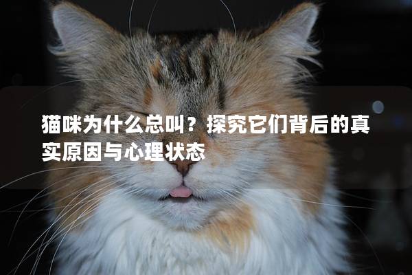 猫咪为什么总叫？探究它们背后的真实原因与心理状态