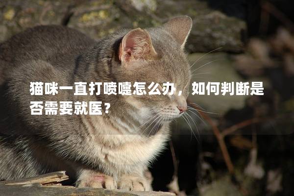 猫咪一直打喷嚏怎么办，如何判断是否需要就医？