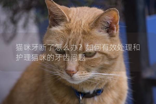 猫咪牙断了怎么办？如何有效处理和护理猫咪的牙齿问题