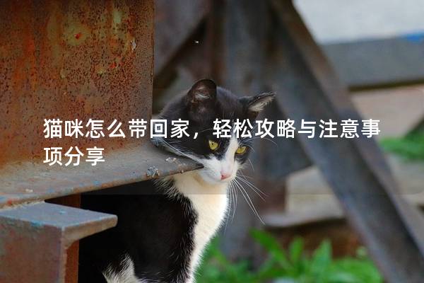 猫咪怎么带回家，轻松攻略与注意事项分享