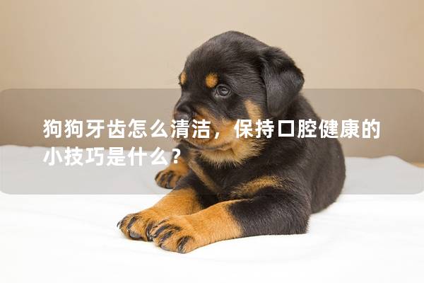 狗狗牙齿怎么清洁，保持口腔健康的小技巧是什么？