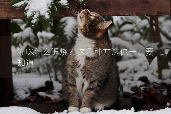 猫咪怎么退烧？这几种方法你一定要知道